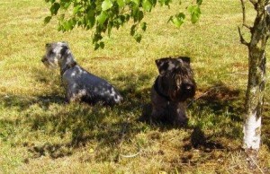 Terrier e Bassotti